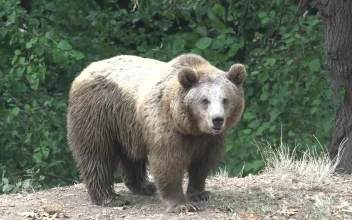 Stock Video Bear Wandering In The Forest For PC