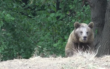 Stock Video Bear Lurking In The Woods For PC
