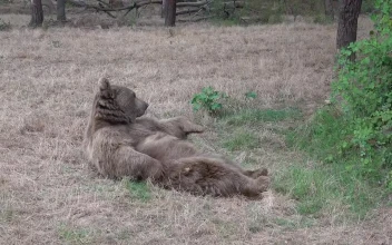 Stock Video Bear Scratching Himself In The Woods For PC