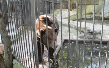 Stock Video Bear Inside A Zoo Exhibit For PC