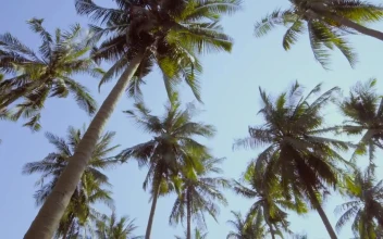Stock Video Beach Palm Trees And The Sky On A Sunny Day For PC
