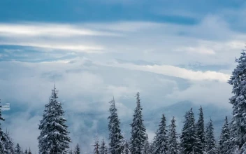 Video Stock Clouds And Fog Covering The View From A Snowy Woods For PC