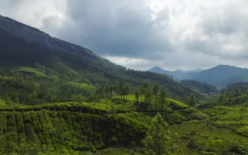 Video Stock Clouds Above A Tea Plantation For PC