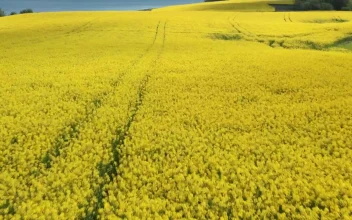 Video Stock Cloud Shadows Rolling Over A Field For PC
