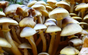Video Stock Closeup Of Wild Mushrooms For PC