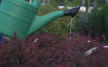 Video Stock Closeup Of Watering Can Pouring On Garden Bushes For PC