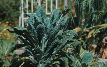 Video Stock Closeup Of Plants In A Vegetable Garden For PC