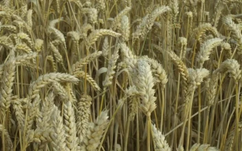 Video Stock Closeup Of A Wheat Field For PC