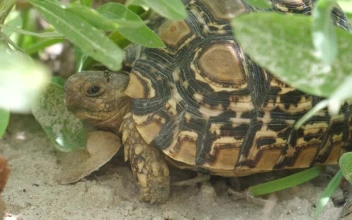 Video Stock Closeup Of A Turtle In The Ground For PC