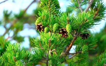 Video Stock Closeup Of A Pine Tree Branch For PC