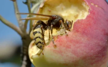 Video Stock Closeup Of A Hornet Eating A Red Apple For PC