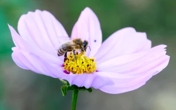 Video Stock Closeup Of A Bee On A Purple Flower For PC
