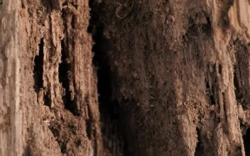 Video Stock Close View Of A Wooden Surface For PC