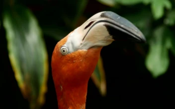 Video Stock Close Up To The Heads Of Flamingos For PC