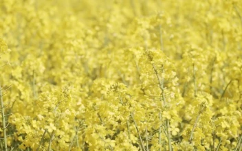 Video Stock Close Up Shot Of A Crop Field For PC