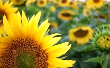 Video Stock Close Up Of A Sunflower For PC