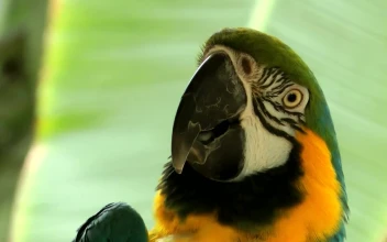 Video Stock Close Up Of A Parrot In Nature For PC
