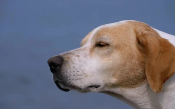 Video Stock Close Up Of A Dog Falling Asleep For PC