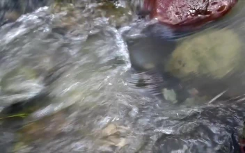 Video Stock Clear Stream During The Rain For PC
