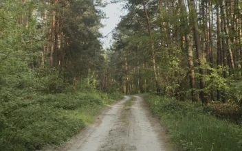 Video Stock Cinematic Road In A Forest For PC