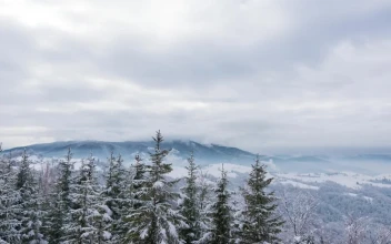 Video Stock Christmas Trees In A Winter Landscape For PC