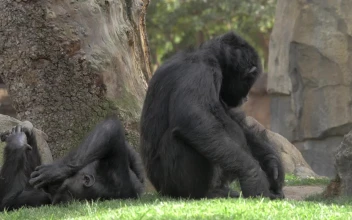Video Stock Chimps Resting In The Shade For PC