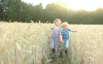 Video Stock Children Walking Through A Wheat Field At Summer For PC