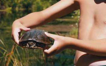 Video Stock Child Shows A Turtle To The Camera For PC