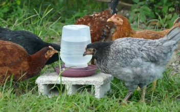Video Stock Chickens Drinking Water At The Farm For PC