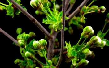 Video Stock Cherry Tree Flowers Opens For PC