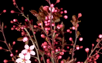 Video Stock Cherry Tree Flowers Open On The Branches For PC