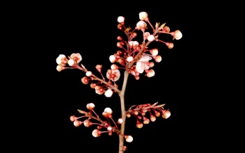 Video Stock Cherry Tree Blossoms Opens For PC