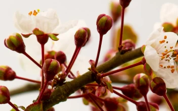 Video Stock Cherry Blossoms Bloom For PC
