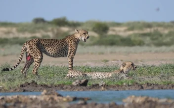 Video Stock Cheetahs Near A Water Hole For PC