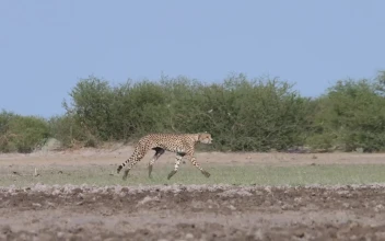 Video Stock Cheetahs Hunting In The Savanna For PC