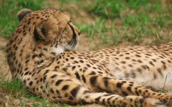 Video Stock Cheetah Resting On The Ground For PC