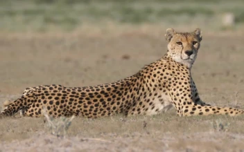 Video Stock Cheetah Looking Around In The Savanna For PC