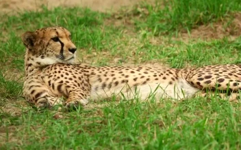 Video Stock Cheetah Laying In The Grass For PC
