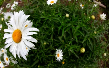 Video Stock Chamomile Flowers In The Garden For PC