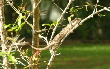 Video Stock Chameleon Perched On A Branch For PC