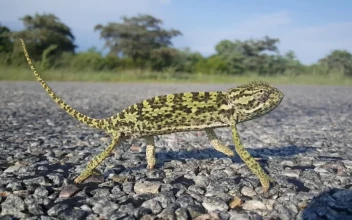 Video Stock Chameleon Looking Around On A Rocky Ground For PC
