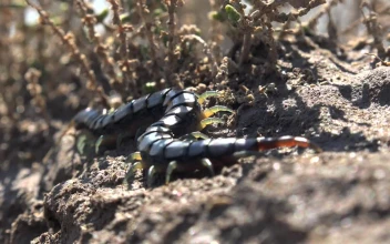 Video Stock Centipede On The Ground For PC