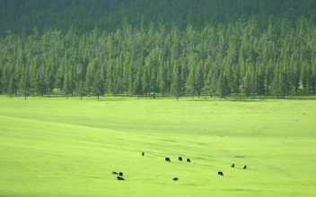 Video Stock Cattle In A Large Green Valley Smal For PC
