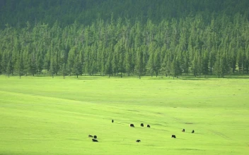 Video Stock Cattle In A Large Green Valley For PC