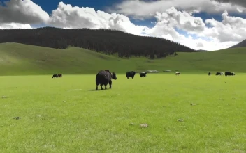 Video Stock Cattle In A Green Valley For PC