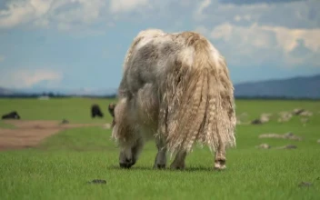 Video Stock Cattle Grazing In The Valley For PC