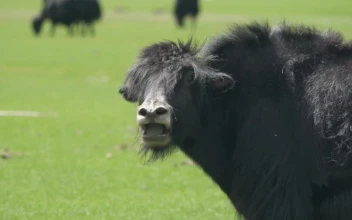 Video Stock Cattle Eating In A Green Valley For PC