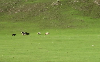 Video Stock Cattle Crossing A Green Valley For PC
