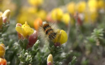 Video Stock Caterpillar Eating A Yellow Flower For PC