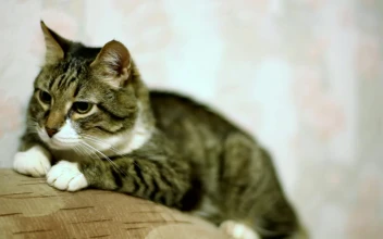 Video Stock Cat Yawning Over The Couch For PC